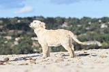 GOLDEN RETRIEVER 474